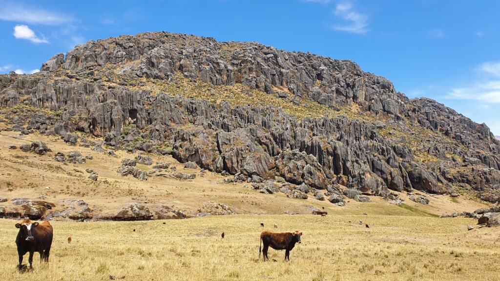 Vache dans un pré devant une colline